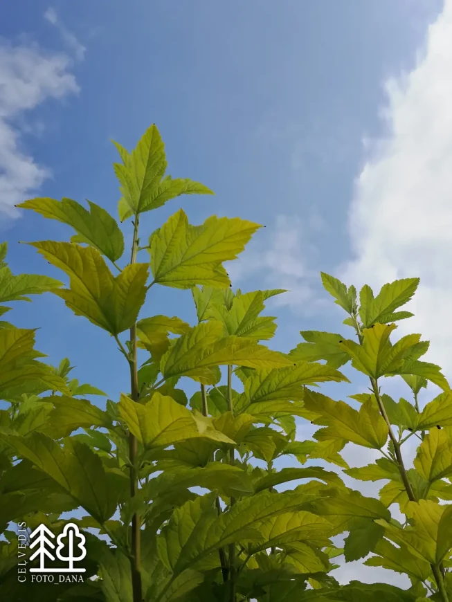 Physocarpus opulifolius   'Angel Gold' = 'Minange'